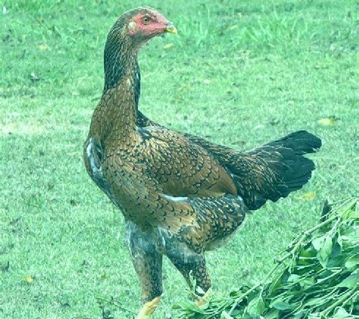 Cayetana Ribatejada escort