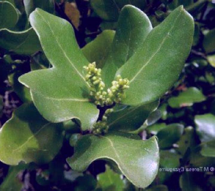 Estrella 3 Barcience escort