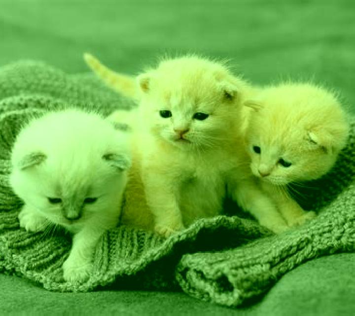 Giulia La Granada escort
