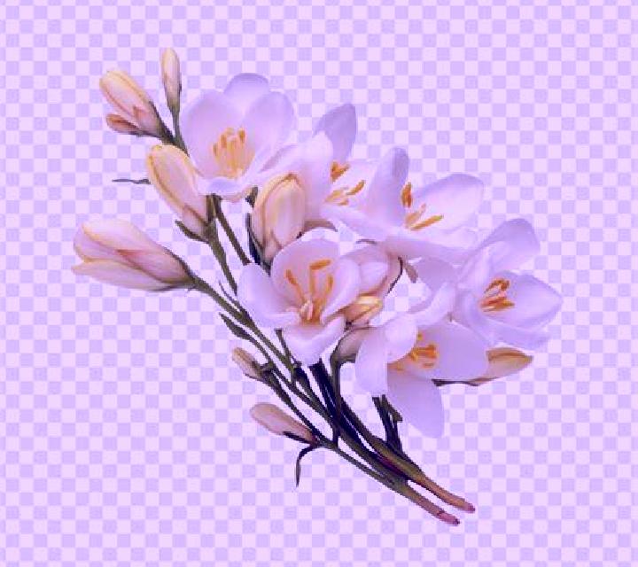 Josefina Darrical escort