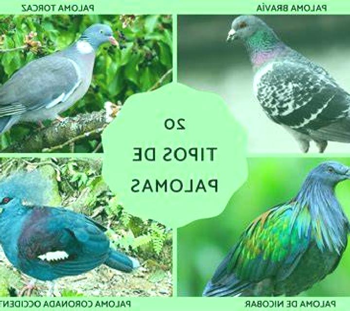 Valentina 3 Oion / Oyon escort
